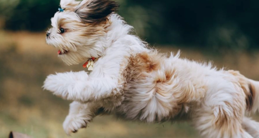 西施犬好養嗎